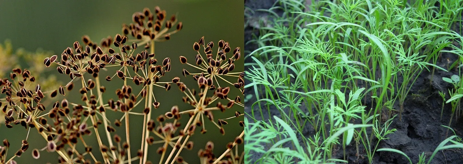 df831d39a49540a00cb32eaea465026a